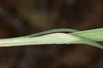 Waterfall's sedge